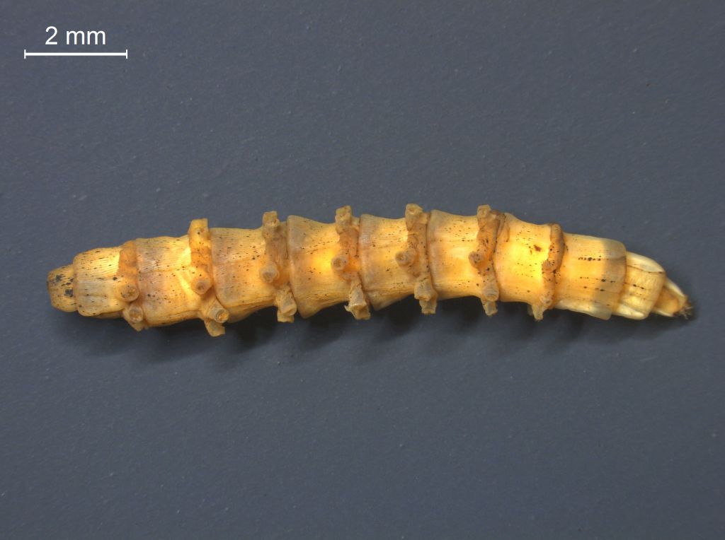 Tabanus sp